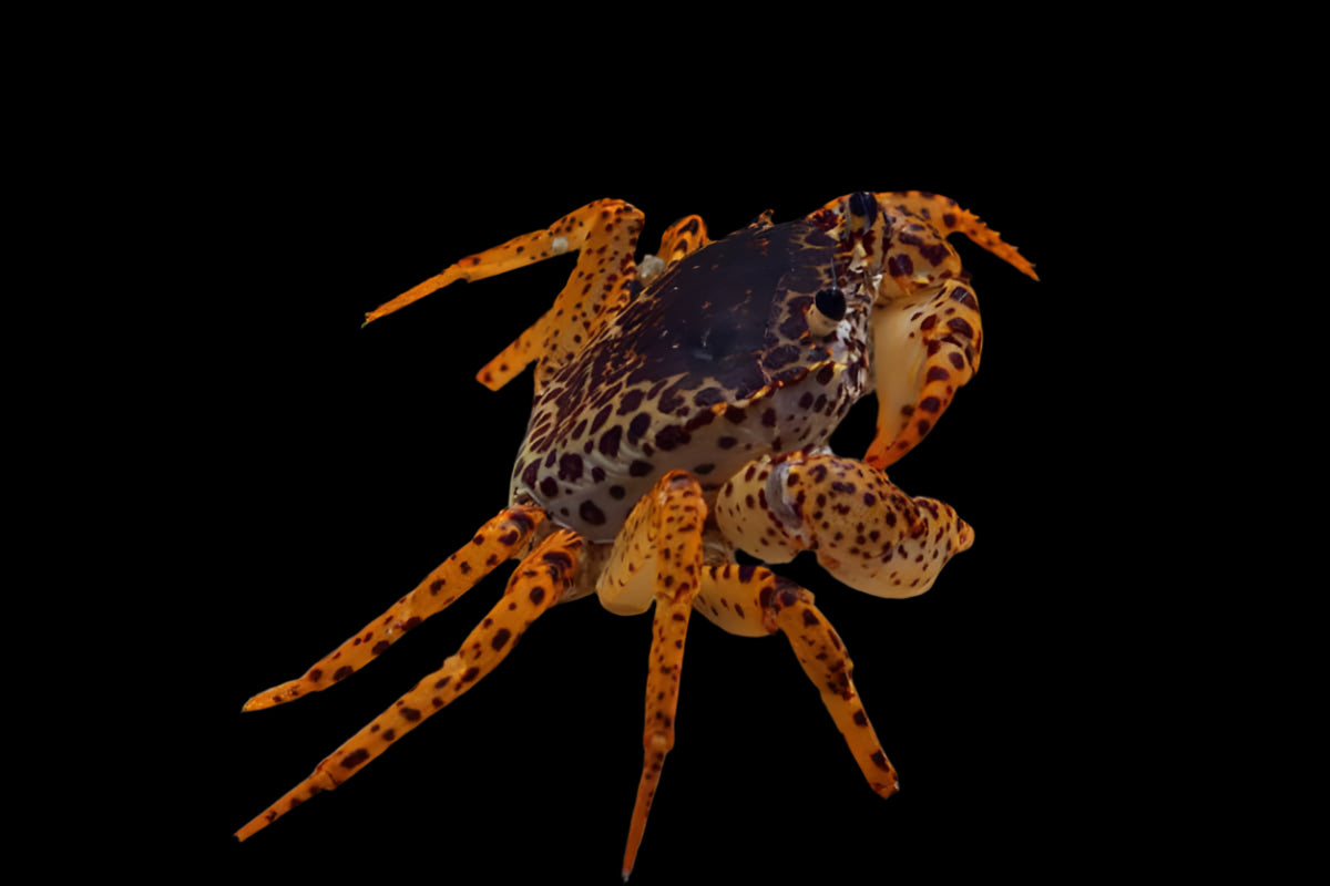 PANTHER CRAB (Parathelphusa Pantherina) - Aquarists Across Canada