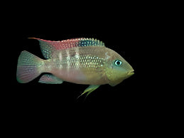 PASTEL CICHLID (Cribroheros Alfari)