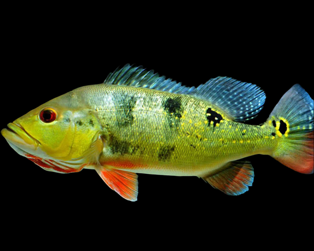 PEACOCK BASS *OCELLARIS* (Cichla ocellaris) - Aquarists Across Canada