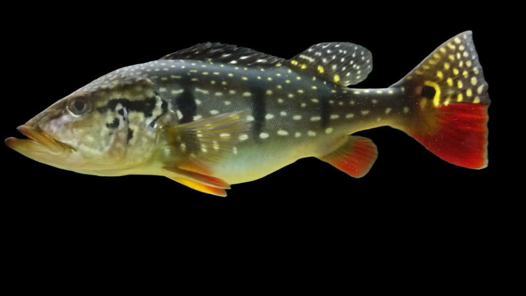Predatory and Monster fish – Aquarists Across Canada