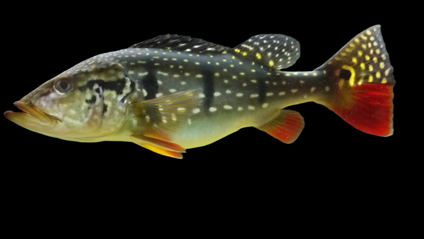 PEACOCK BASS *TEMENSIS* (Cichla Temensis)