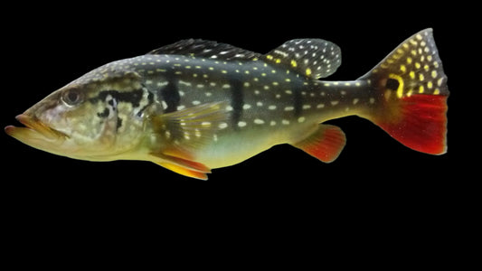PEACOCK BASS *TEMENSIS* (Cichla Temensis) - Aquarists Across Canada