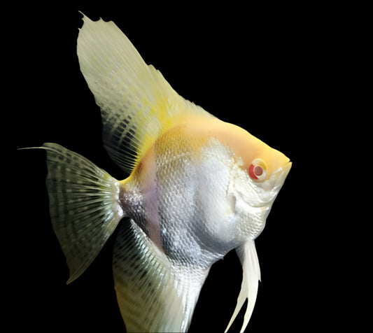 PEARLSCALE ANGELFISH XL