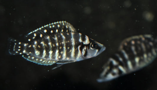 PEARLY CALVUS (Altolamprologus calvus) F1