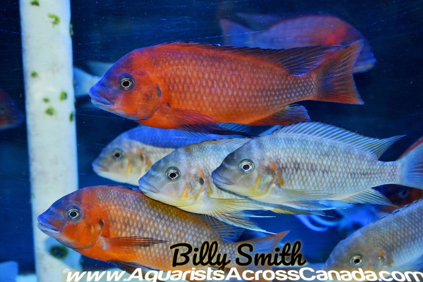PETROCHROMIS. SP RED. BULU POINT 7+" - Aquarists Across Canada