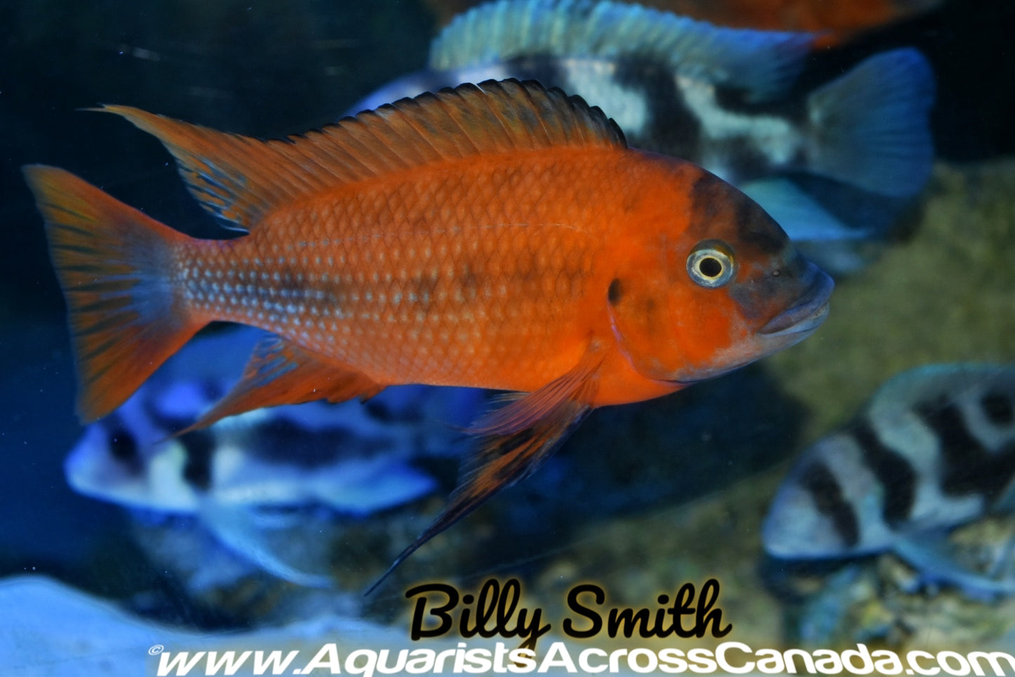 PETROCHROMIS. SP RED. BULU POINT 7+" - Aquarists Across Canada