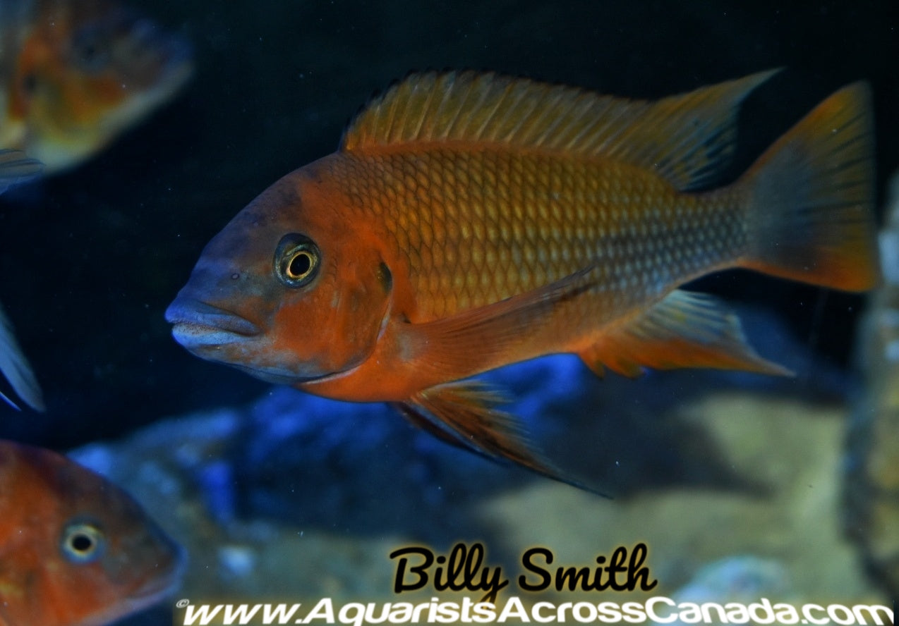 PETROCHROMIS. SP RED. BULU POINT 7+" - Aquarists Across Canada