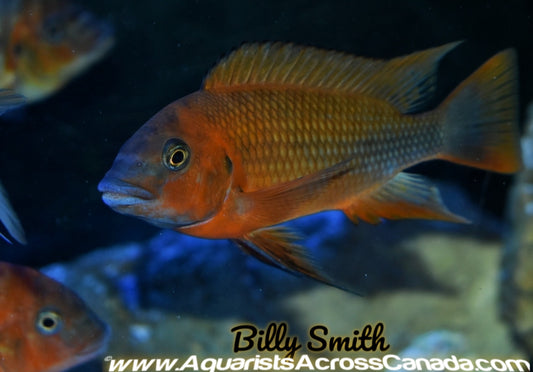 PETROCHROMIS. SP RED. BULU POINT 7+" - Aquarists Across Canada