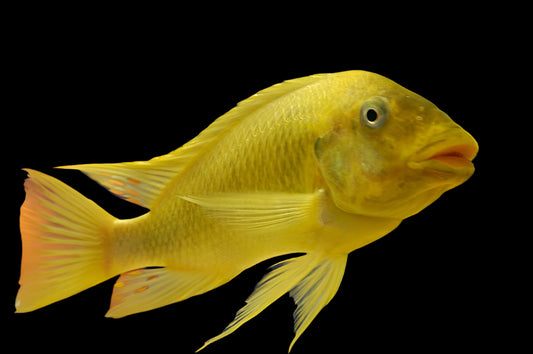PETROCHROMIS .SP "MOSHI YELLOW" *RARE*
