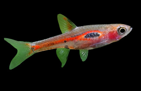 Merah Rasbora PHEONIX RASBORA (Bororas Merah) – Aquarists Across Canada