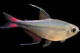 PHEONIX TETRA (Hemigrammus filamentosus)