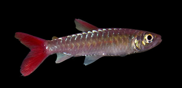 PINK TAIL CHARACIN (Chalceus macrolepidotus) - Aquarists Across Canada