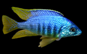PLACIDOCHROMIS JALO REEF (Placidochromis .sp Jalo Reef)
