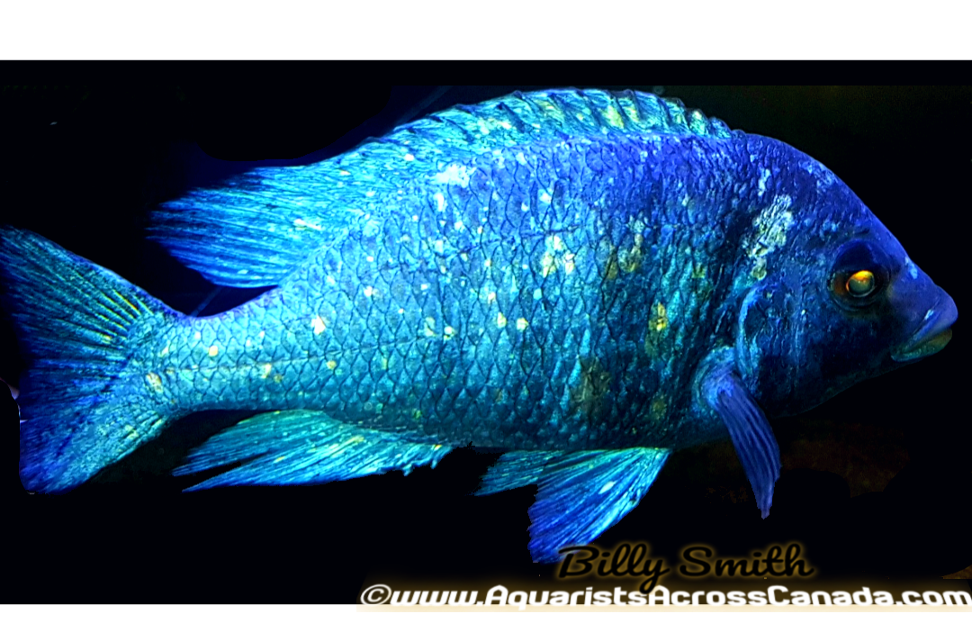 PLACIDOCHROMIS PHENOCHILUS "TANZANIA" STAR SAPPHIRE 3-3.5" SEXED - Aquarists Across Canada