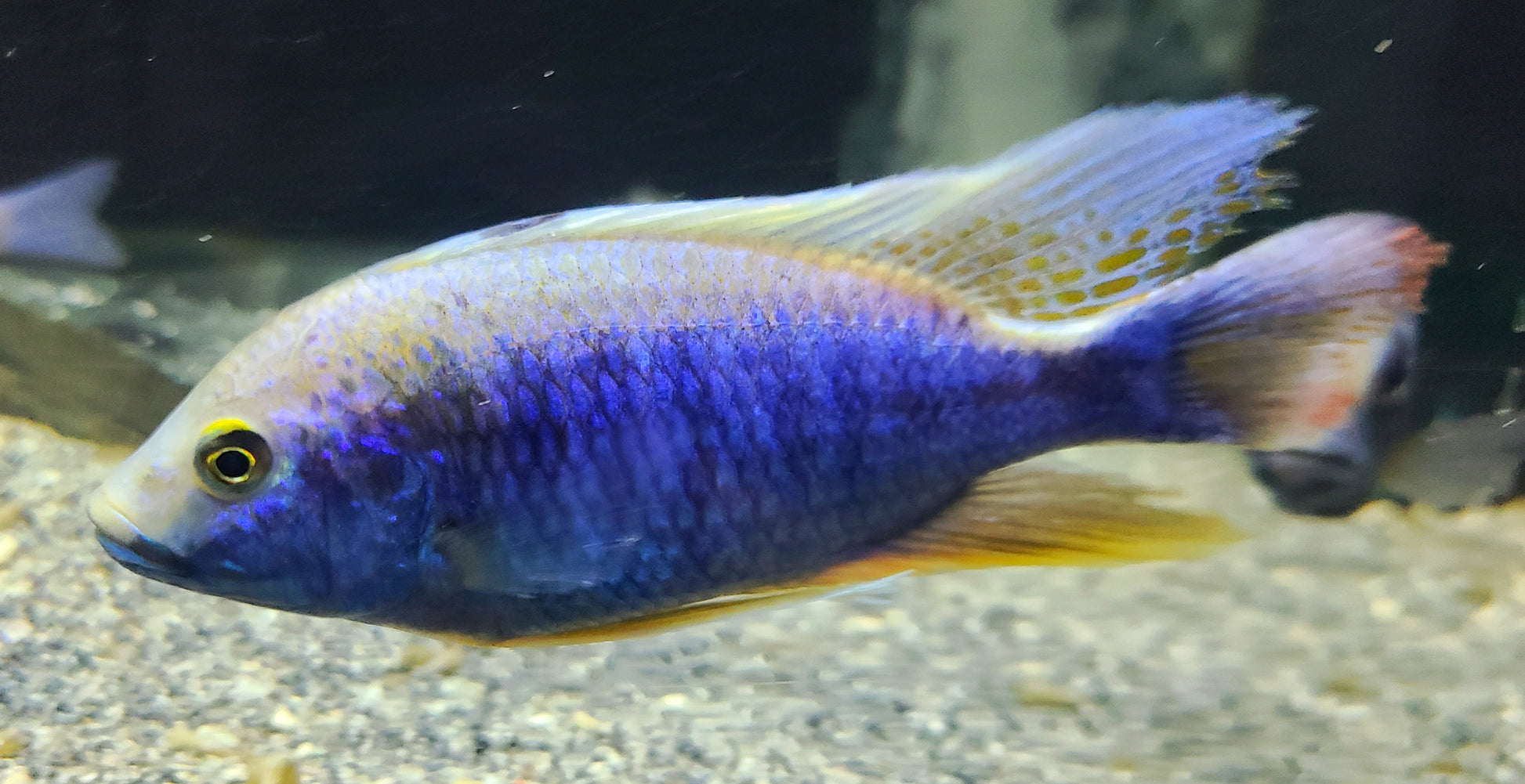 PROTOMELAS SPILONOTUS "MARA ROCKS" (THAILAND STRAIN) (HOUSEBRED, F1) 5" - Aquarists Across Canada