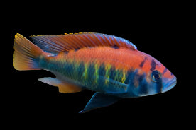 PUNDAMILIA NYEREREI (Pundamilia Nyererei) - Aquarists Across Canada