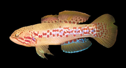 PURPLE SPOT GOBY (Mogurnda adspersa)