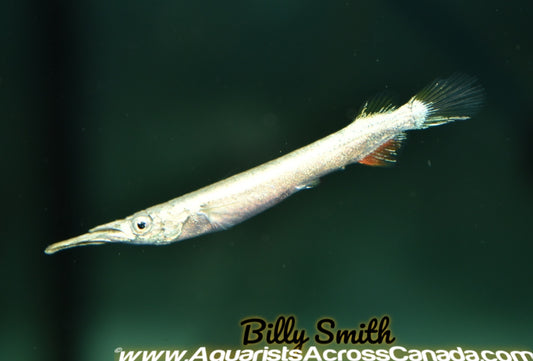 PYGMY HALF BEAK ALBINO (Dermogenys pusilla)  2404