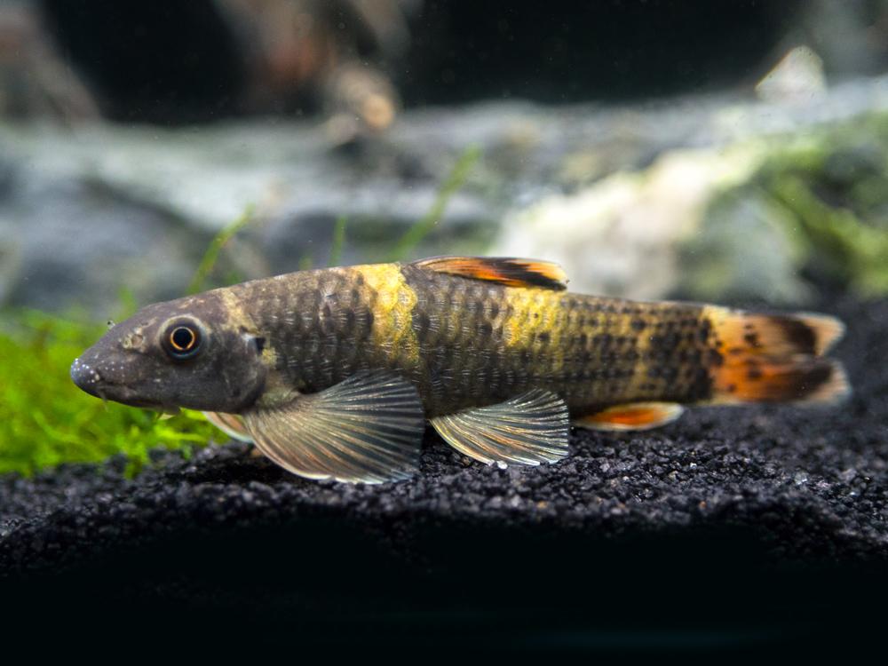 GARRA PANDA (Garra flavatra) - Aquarists Across Canada