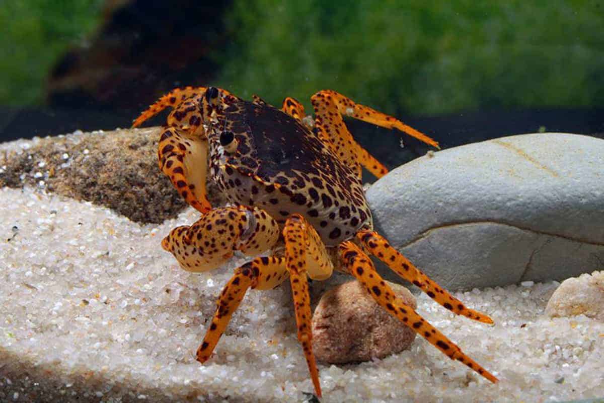 PANTHER CRAB (Parathelphusa Pantherina) - Aquarists Across Canada