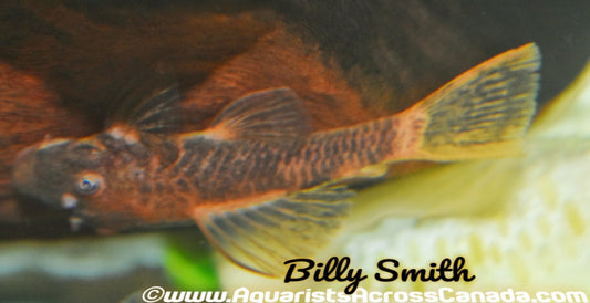 BRISTLENOSE CALICO (Ancistrus .sp) - Aquarists Across Canada