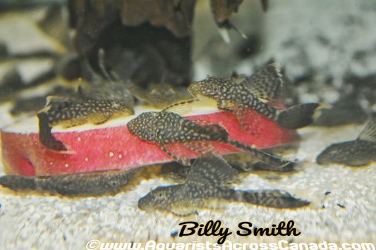 BRISTLENOSE LONGFIN (Ancistrus sp.) - Aquarists Across Canada