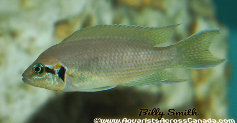 BRICHARDI (NEOLAMPROLOGUS BRICHARDI) 3" - Aquarists Across Canada