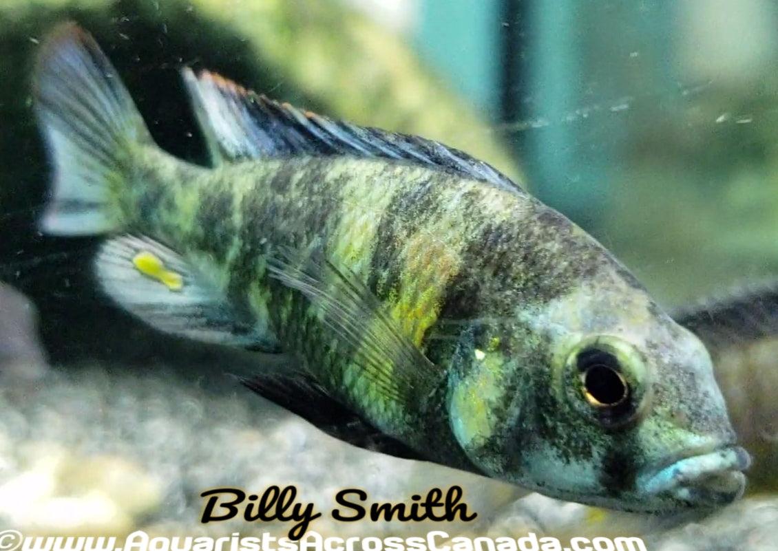 PARALABIDOCHROMIS CHROMOGYNOS *Piebald Victorians* (F1) - Aquarists Across Canada