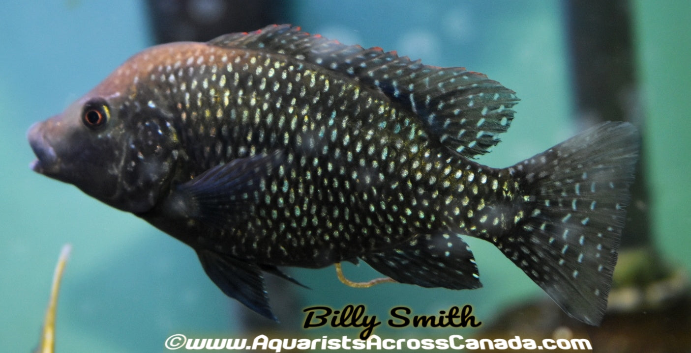 YELLOW HUMP DESERT CICHLID (DANAKILIA .SP SUKORAY) - Aquarists Across Canada