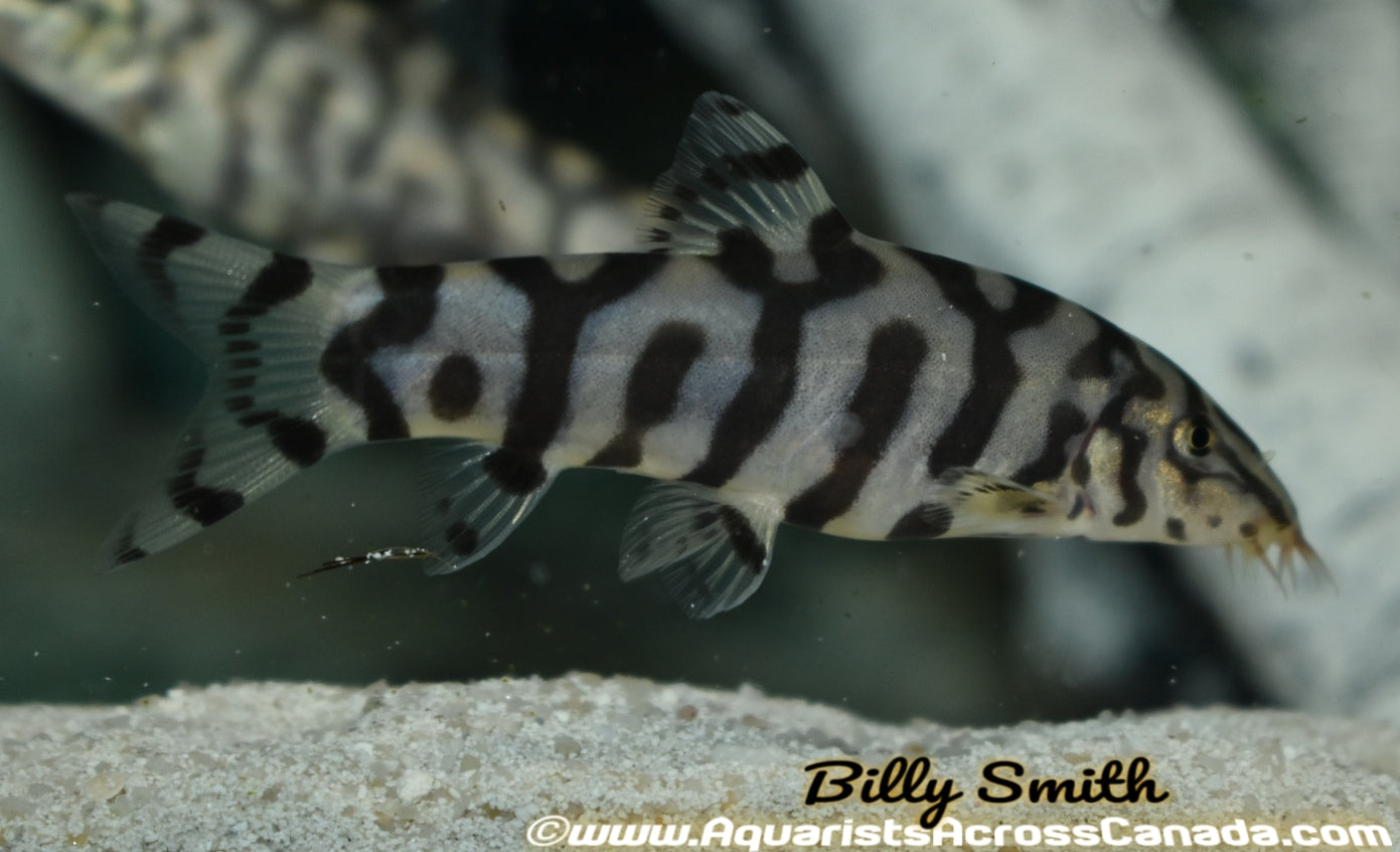 YOYO LOACH (Botia almorhae) - Aquarists Across Canada