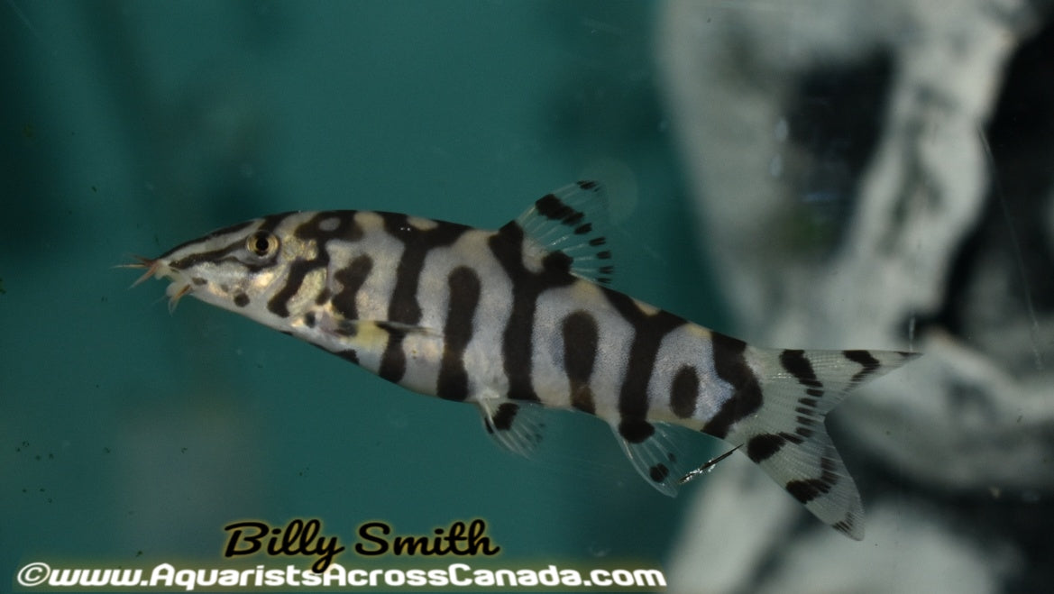 YOYO LOACH (Botia almorhae) - Aquarists Across Canada