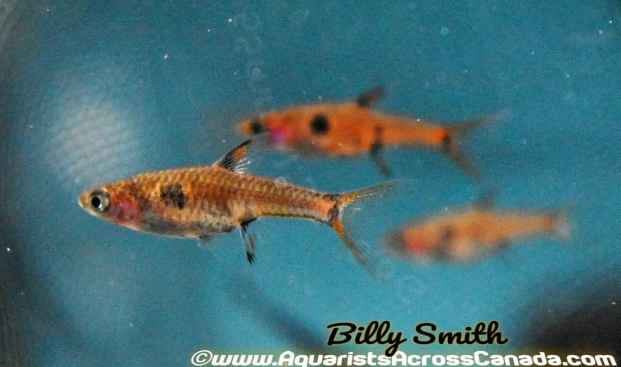 THREE SPOT (DWARF RASBORA) (Rasbora maculata) - Aquarists Across Canada