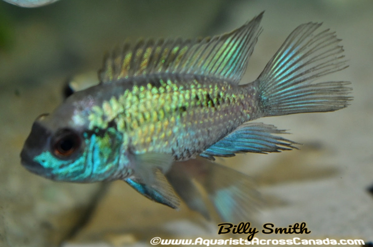 ELECTRIC BLUE ACARA (Andinoacara pulcher) 2" - Aquarists Across Canada