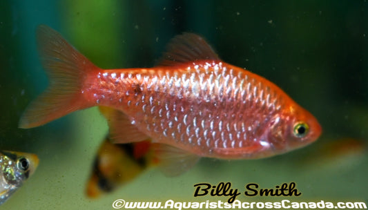 FIRE BARB (Pethia Conchonius .fire) - Aquarists Across Canada