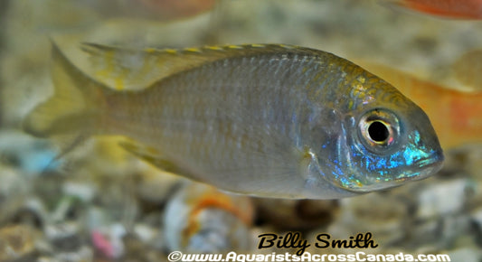 LETHRINOPS SP. "LIONS COVE" (YELLOW COLLAR) WILD CAUGHT - Aquarists Across Canada