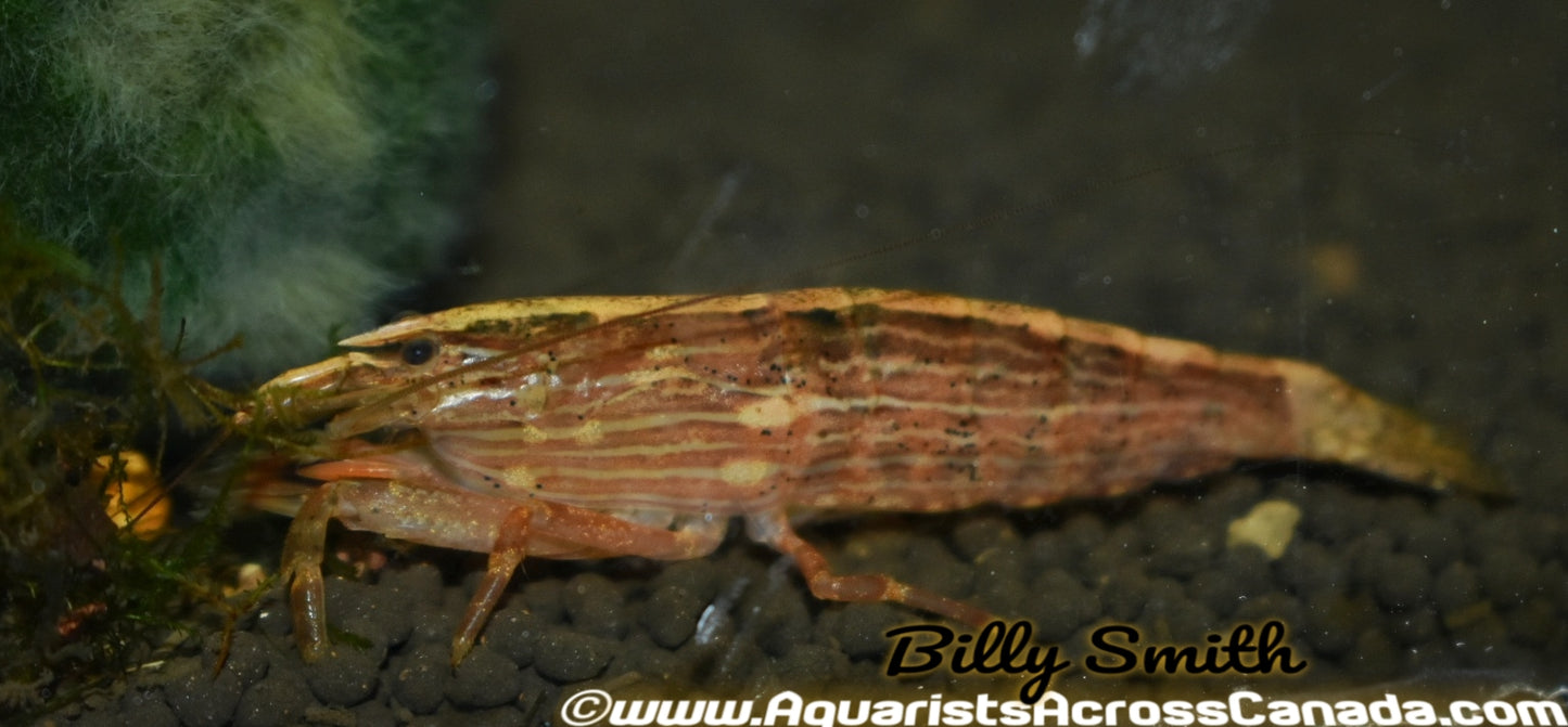 FLOWER/WOOD/BAMBOO SHRIMP (Atyopsis moluccensis) - Aquarists Across Canada