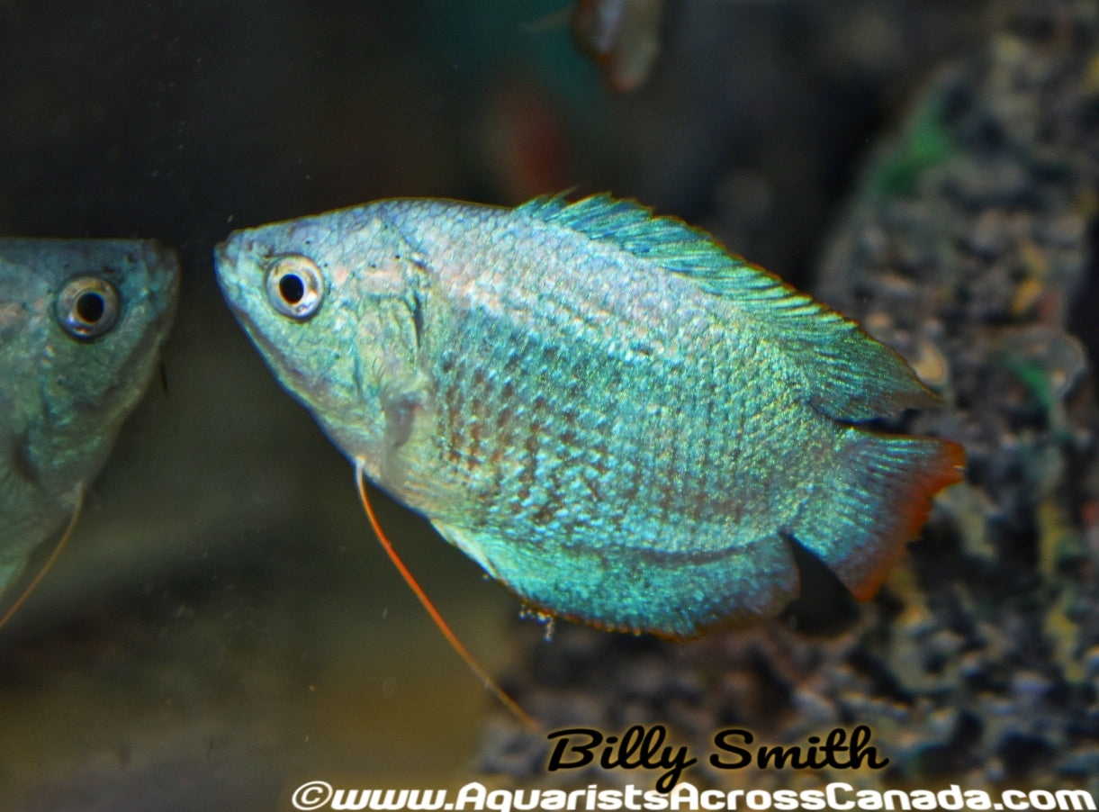 POWDER BLUE DWARF GOURAMI (Trichogaster lalius) - Aquarists Across Canada