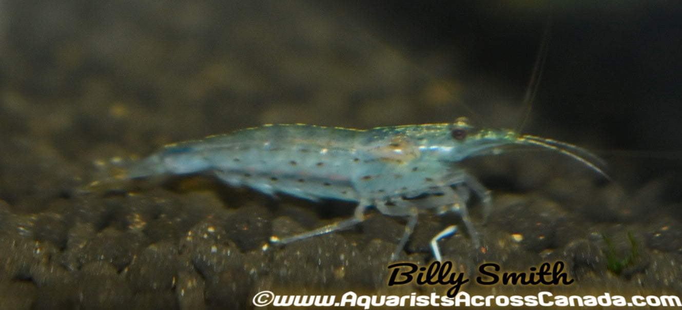 GHOST SHRIMP (Palaemonetes Paludosus) - Aquarists Across Canada