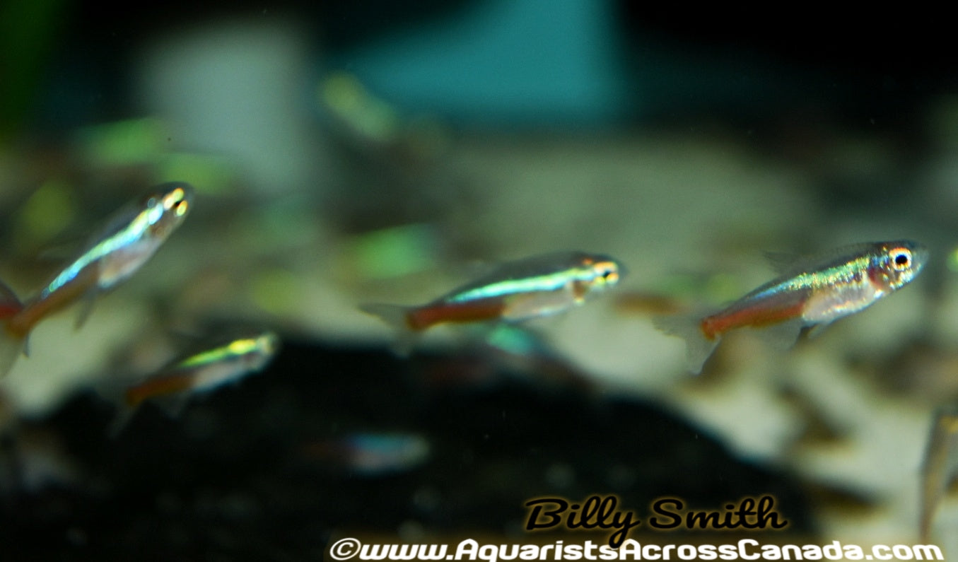 NEON TETRA SMALL (Paracheirodon innesi) - Aquarists Across Canada