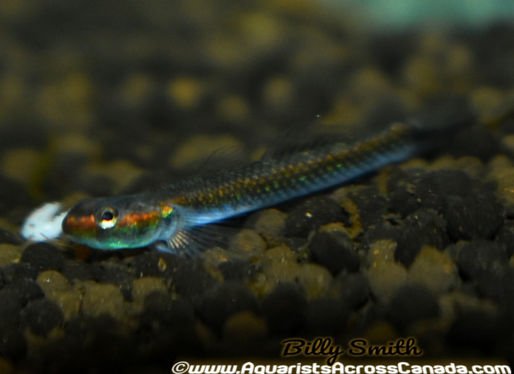 BLUE NEON GOBY (Stiphodon atropurpureus) - Aquarists Across Canada