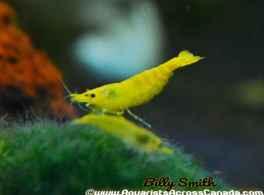 YELLOW SHRIMP (Neocaridina davidi .var) - Aquarists Across Canada