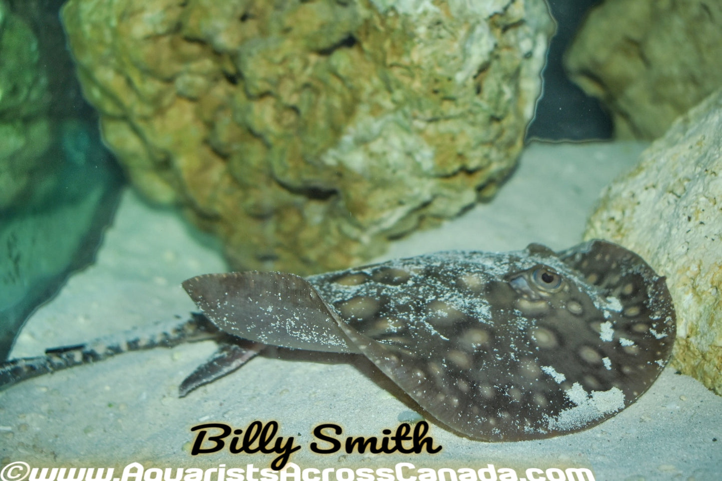 MOTORO STINGRAY (Potamotrygon Motoro) - Aquarists Across Canada