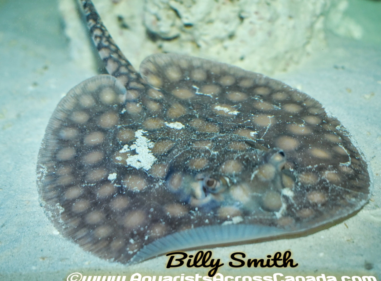 MOTORO STINGRAY (Potamotrygon Motoro) - Aquarists Across Canada