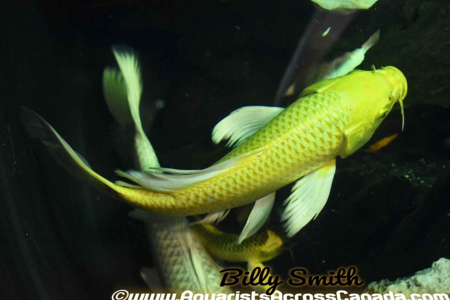 KOI BUTTERFLY (Cyprinus Carpio) 8" - Aquarists Across Canada