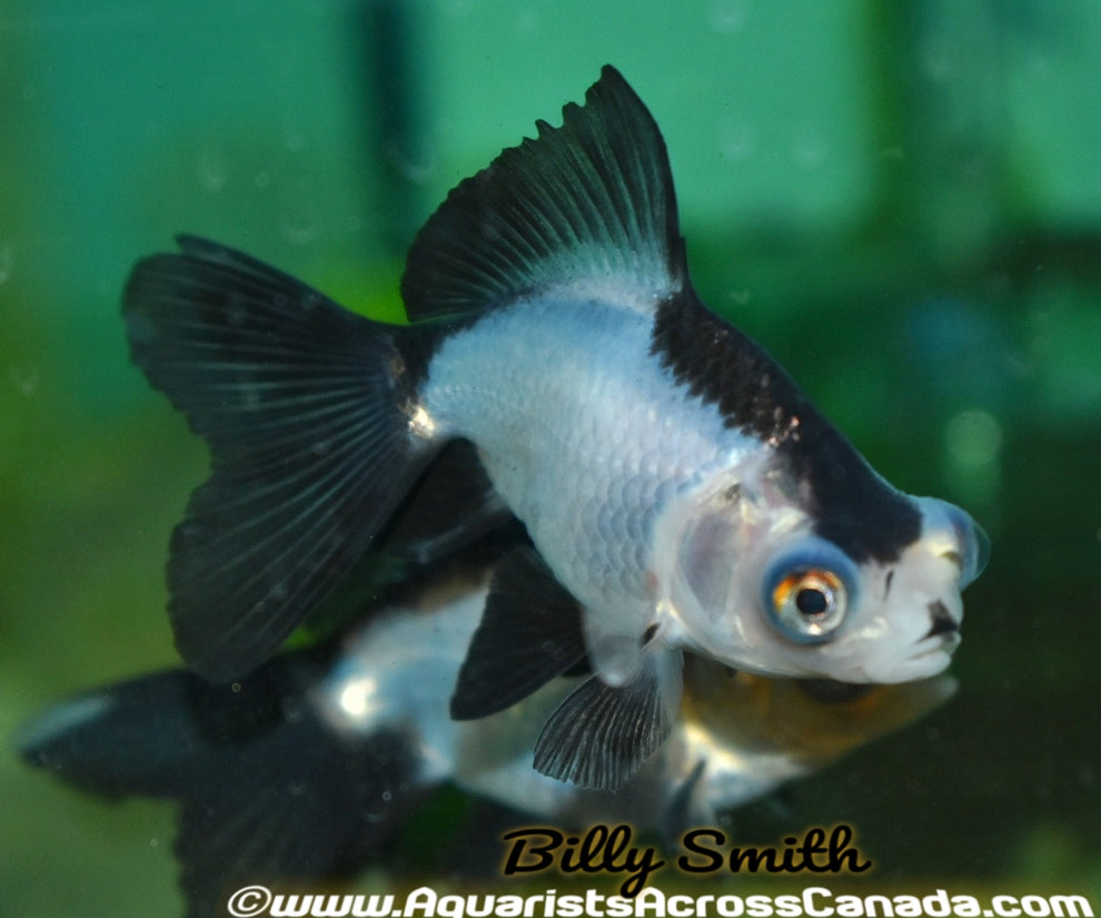 PANDA MOOR (Carassius Auratus) 3" Aquarists Across Canada