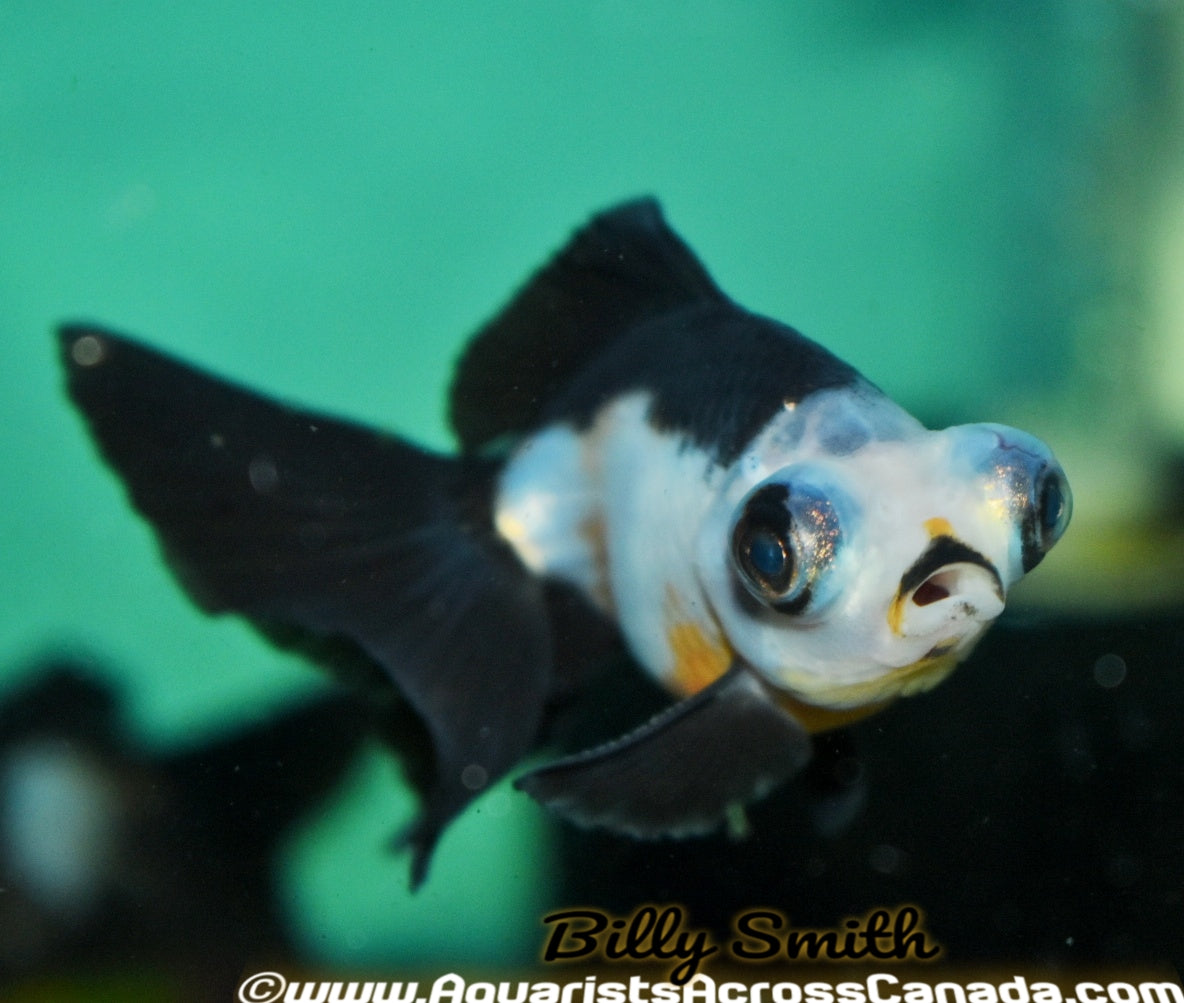 PANDA MOOR (Carassius Auratus) 3" Aquarists Across Canada