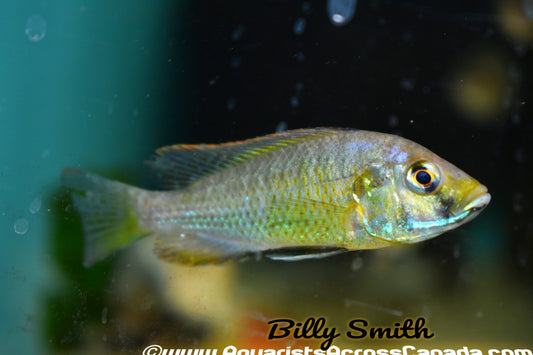ASTATOTILAPIA CALIPTERA (EASTERN HAPPY) F1 2-3" - Aquarists Across Canada