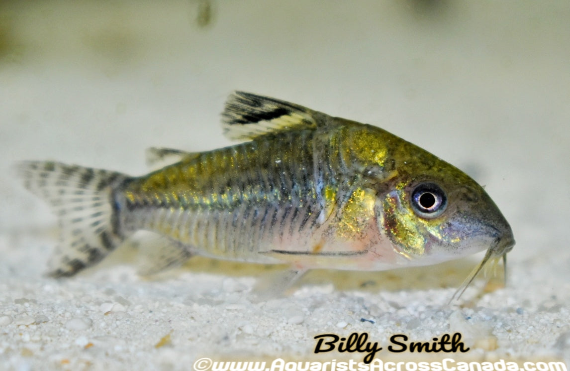 SPOTTED CORYDORA (Corydoras Agassizii) - Aquarists Across Canada