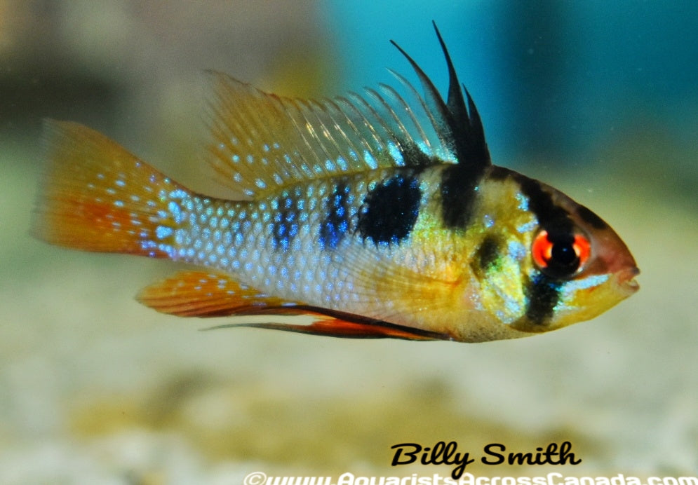 GERMAN BLUE RAM (Mikrogeophagus ramirezi) - Aquarists Across Canada