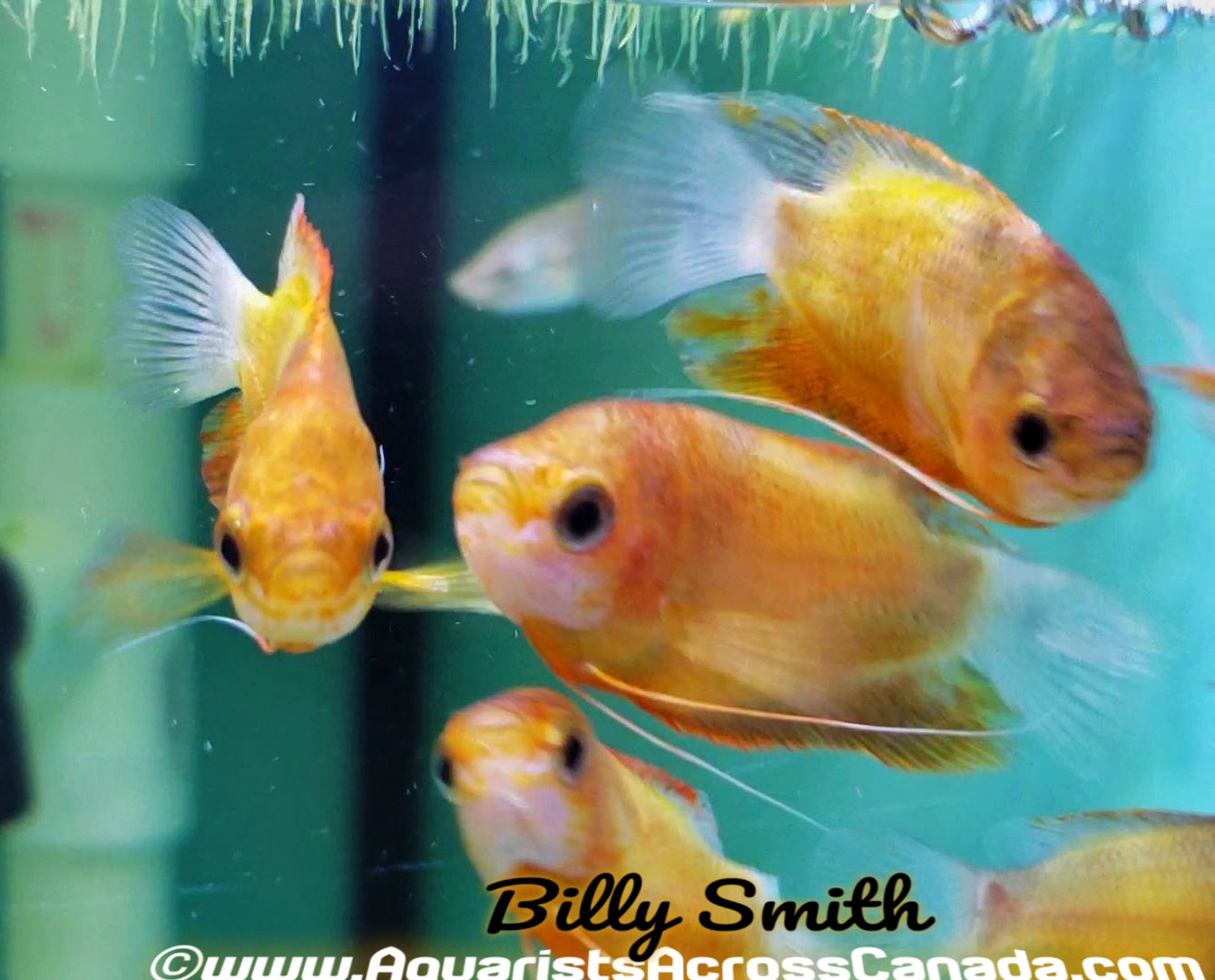 HONEY FIRE GOURAMI (Trichogaster chuna) - Aquarists Across Canada